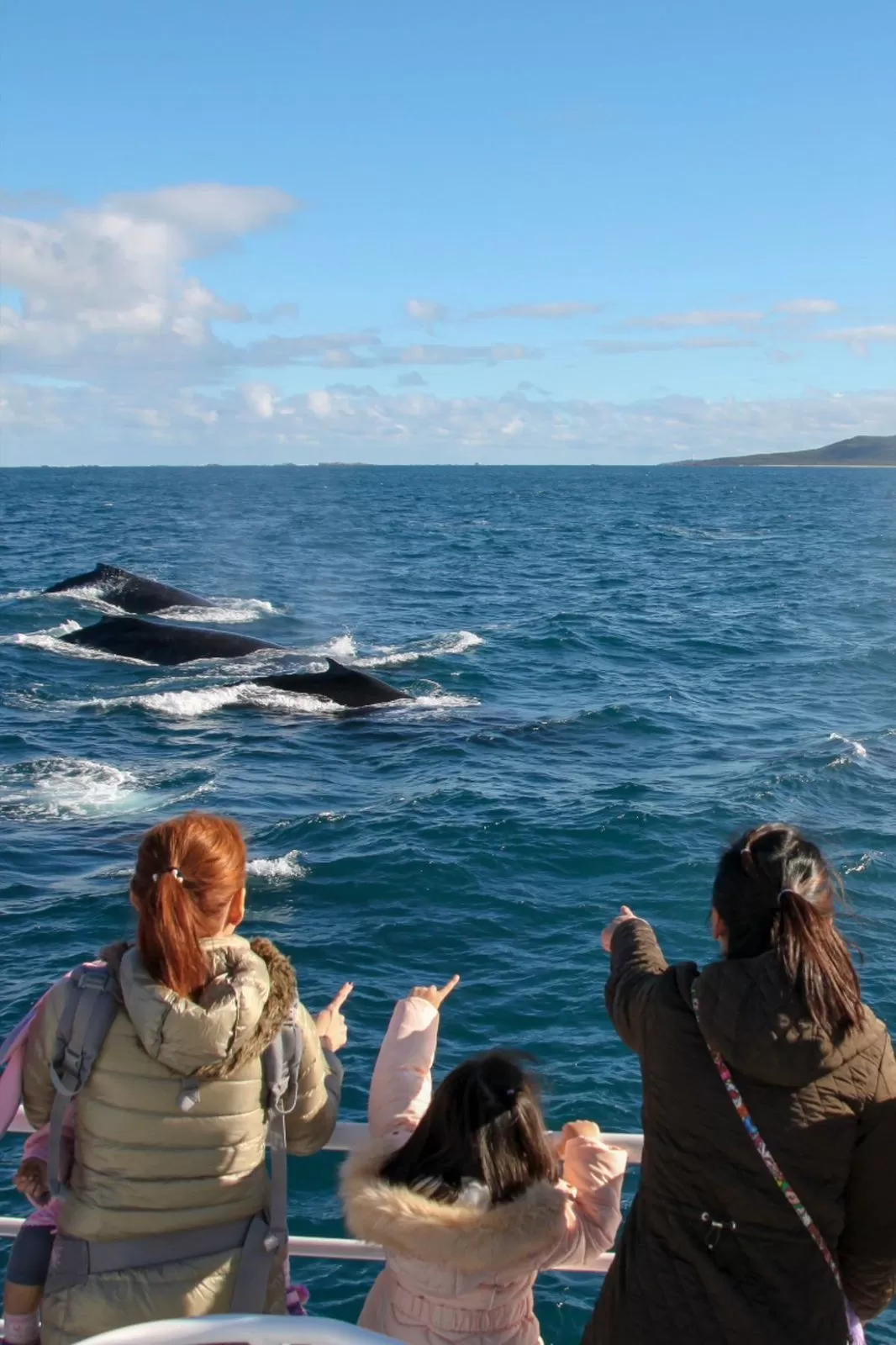 Dolphin Watching in Andaman