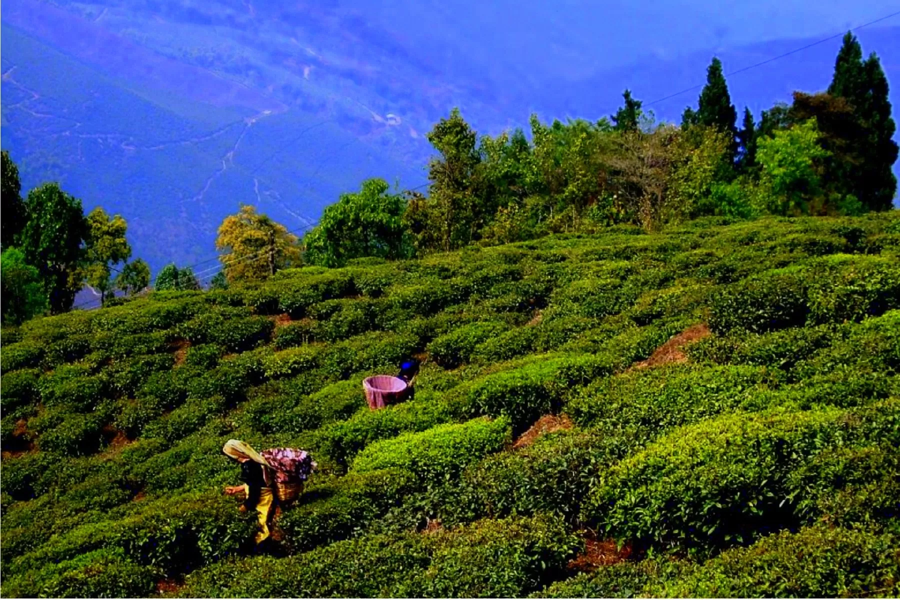 Gangtok Pelling Darjeeling Tour Package 5 Nights 6 Days