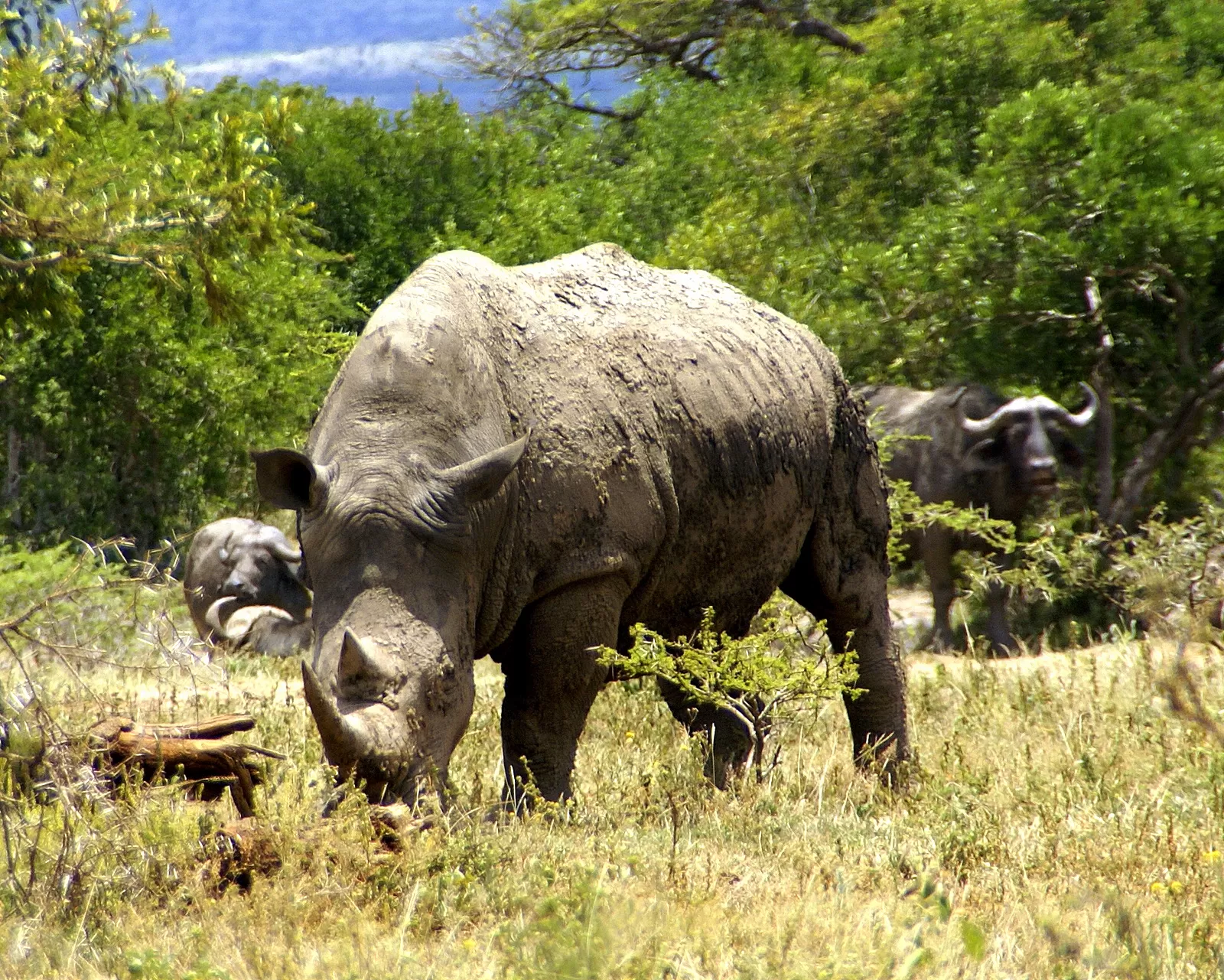 Guwahati Pobitara Kaziranga National Park Tour Package 4 Night 5 Days