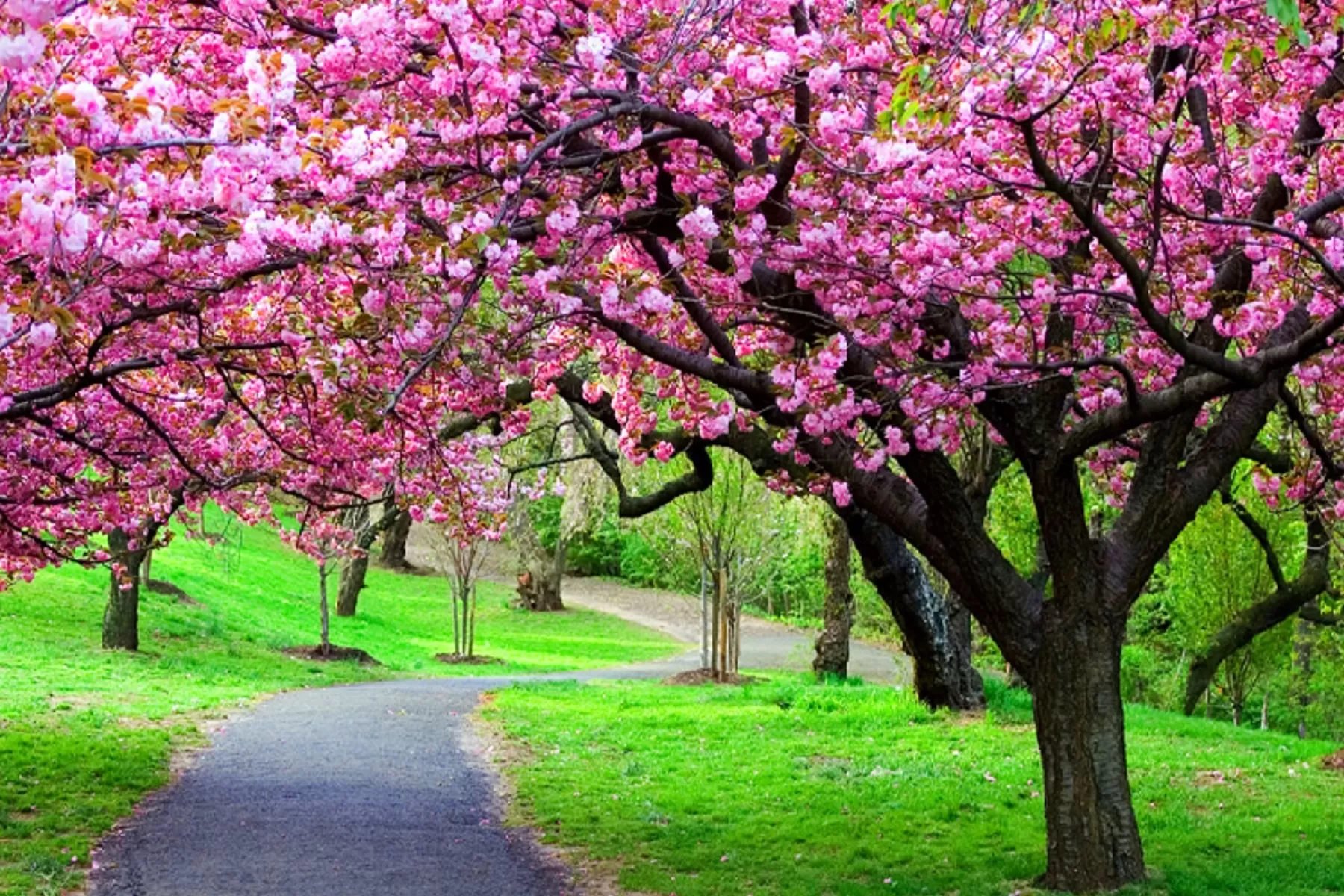 Guwahati Kaziranga Shillong Cherrapunji Tour Package 5 Night 6 Days