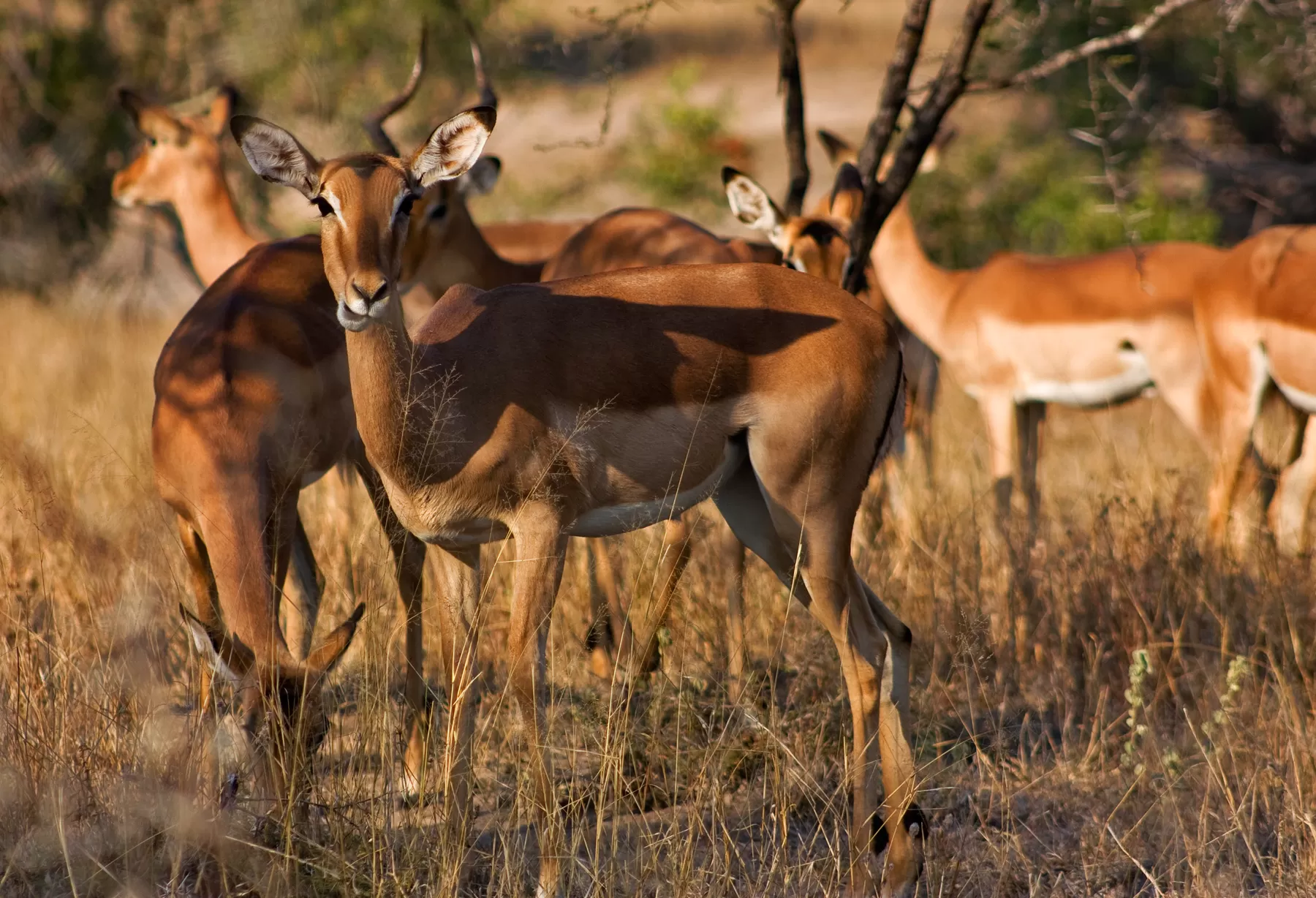 Guwahati Pobitara Kaziranga Shillong Jowai Shnongpdeng Cherrapunji 8 Night 9 Days