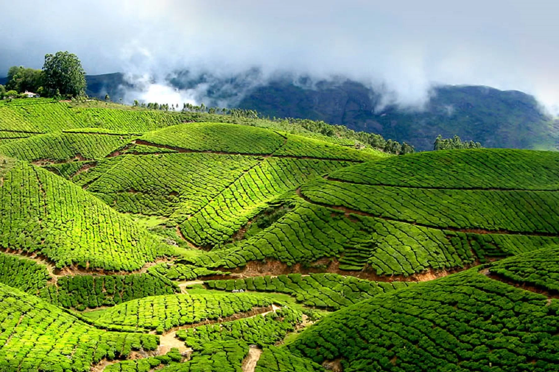 Kochi Munnar Tour Package 3 Night 4 Days