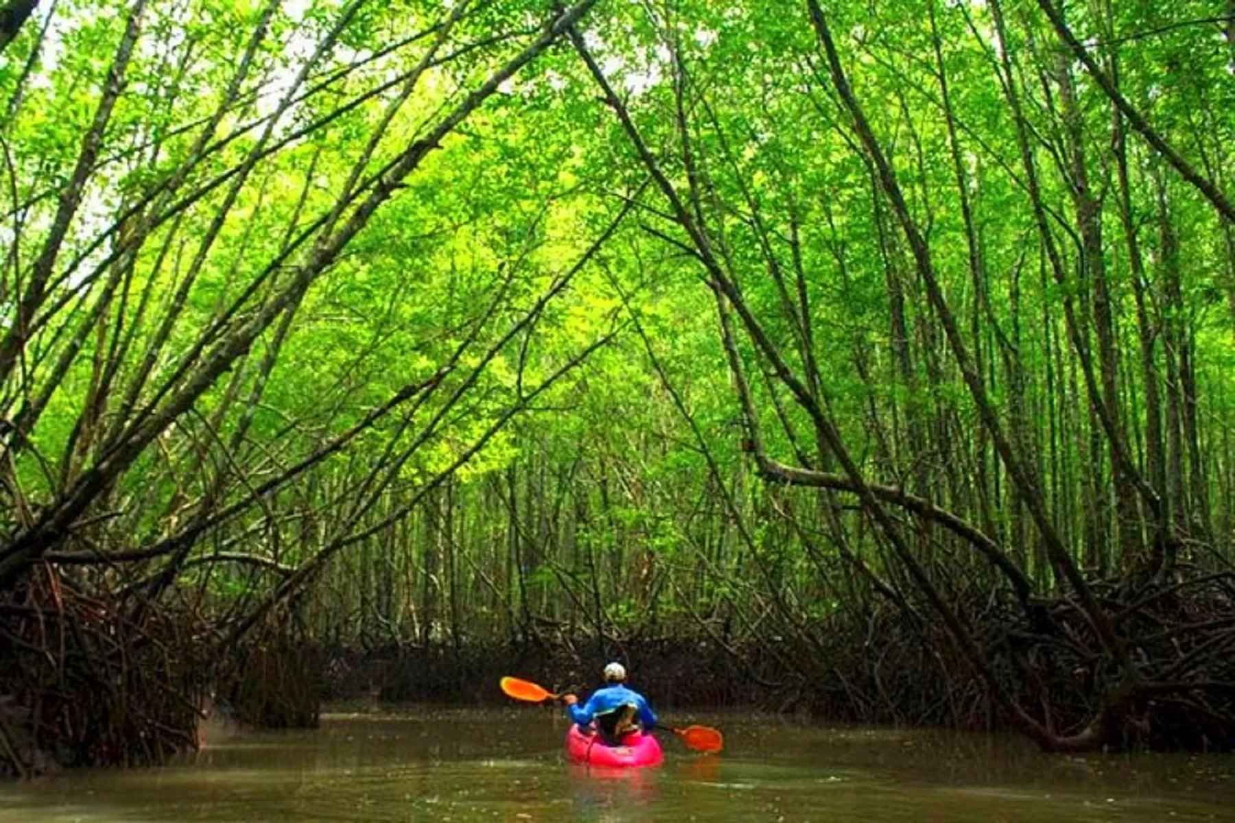 Mangrove Kayaking in Andaman