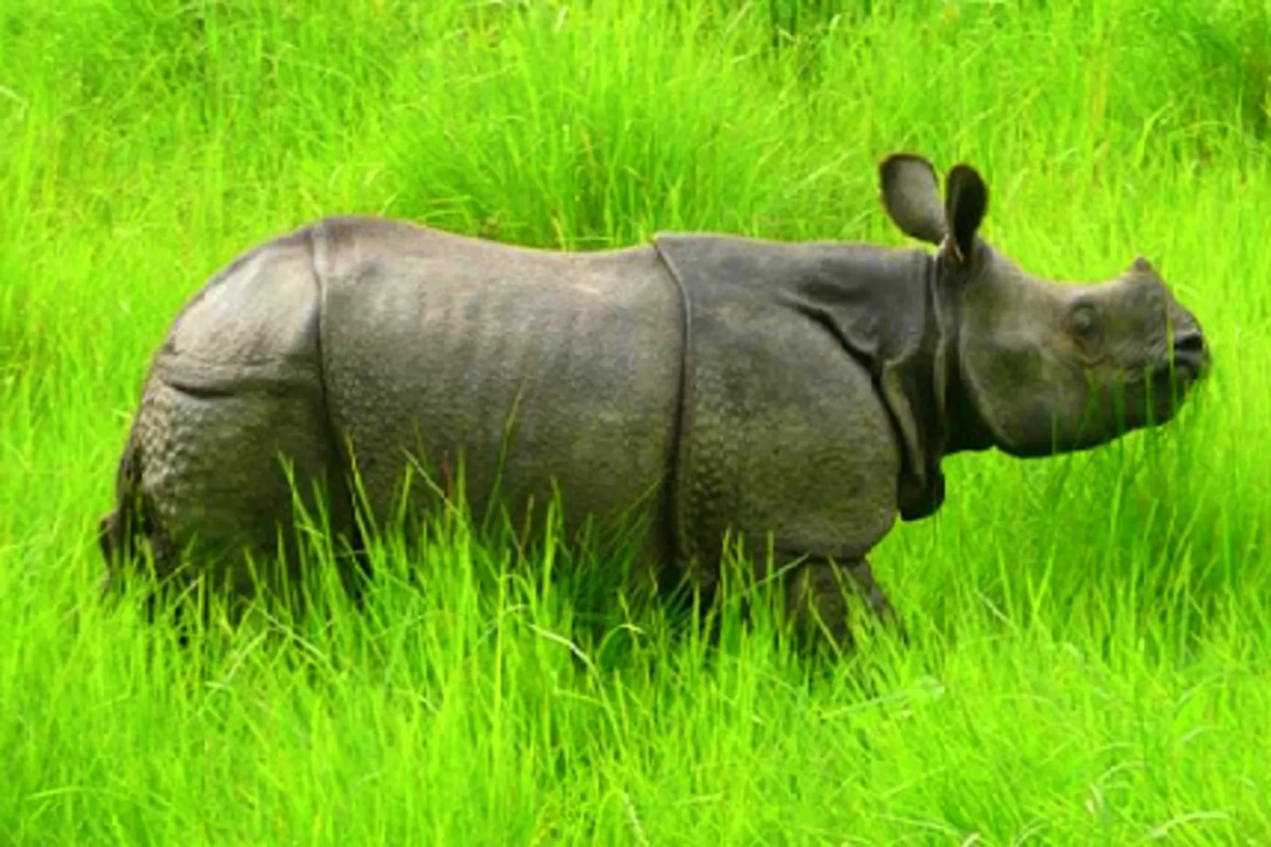 Kaziranga National Park 