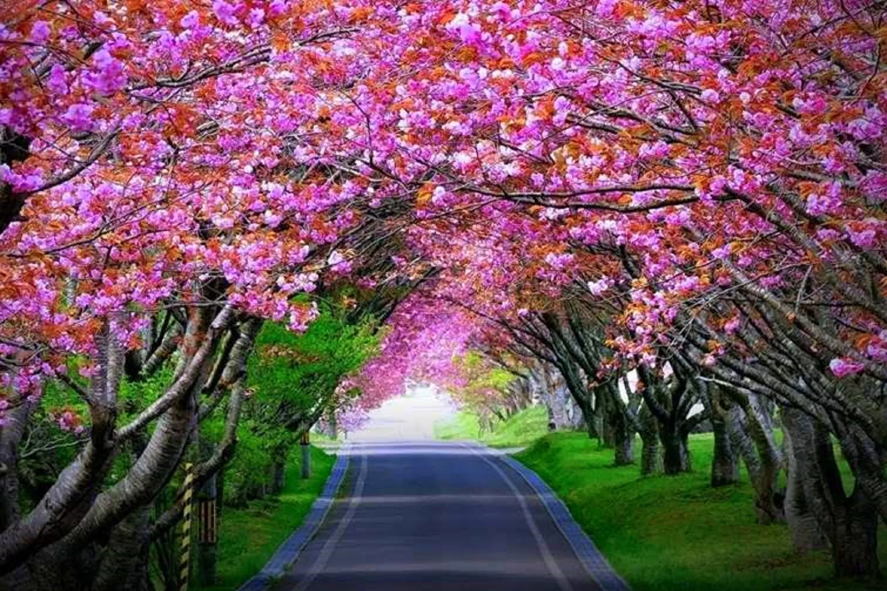 Assam-Meghalaya-Arunachal Package 