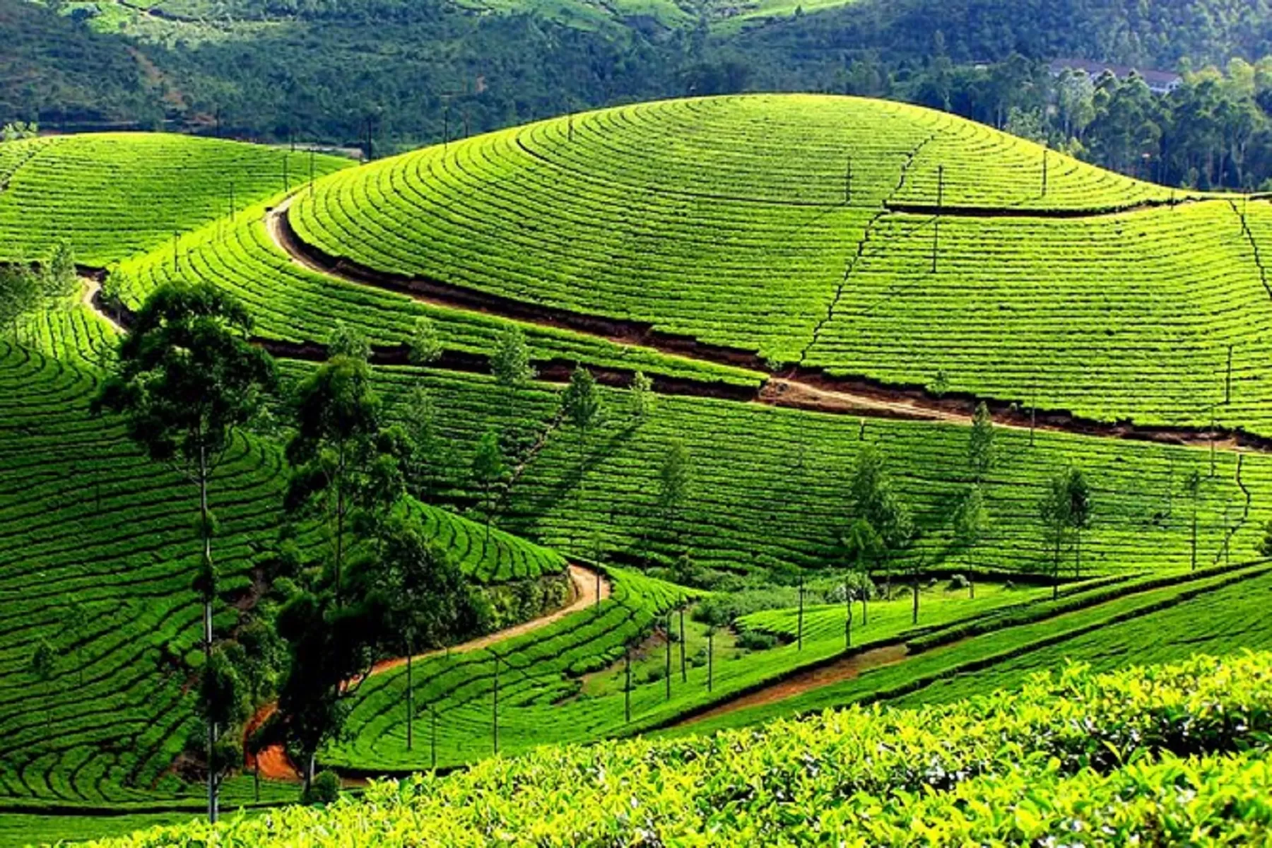 Munnar Weekend Tour Package 2 Night 3 Days